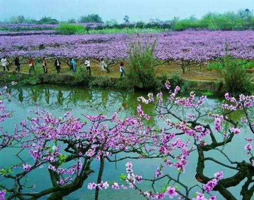 清明节成都踏青赏花好去处——草莓视频网站下载欧迪办公家具推荐